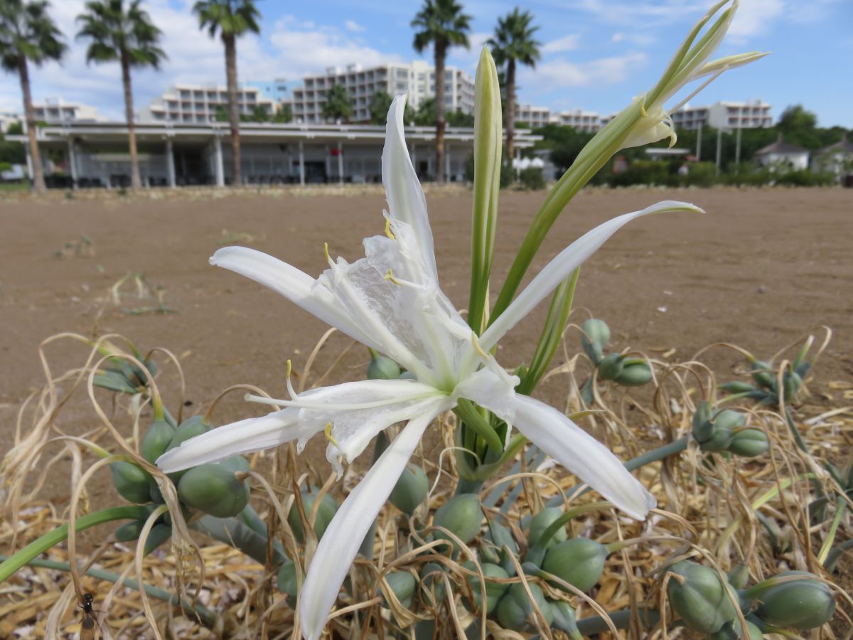 imagini hotel Barut Sorgun